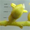  Flower (Young)